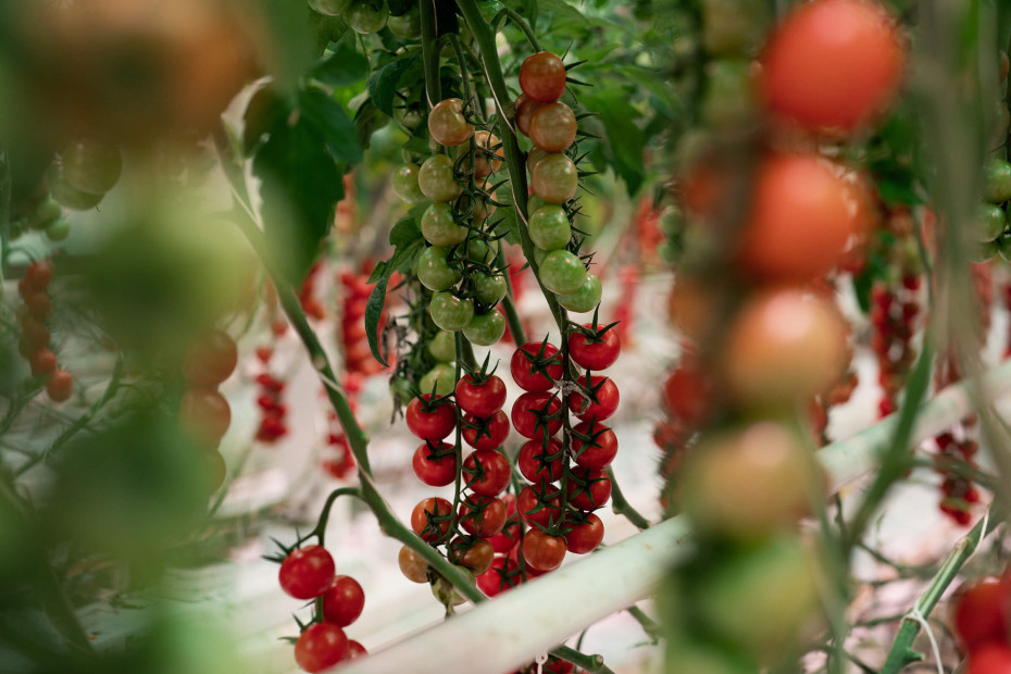 tomatoes-greenhouse-greenbalance-bryte