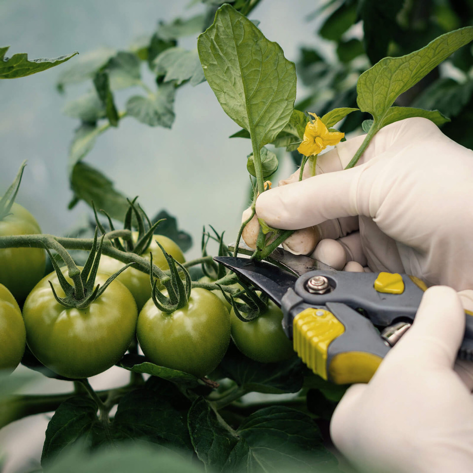 pruning tomato plant