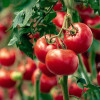 tomato-close-up-prominent-tomatoes