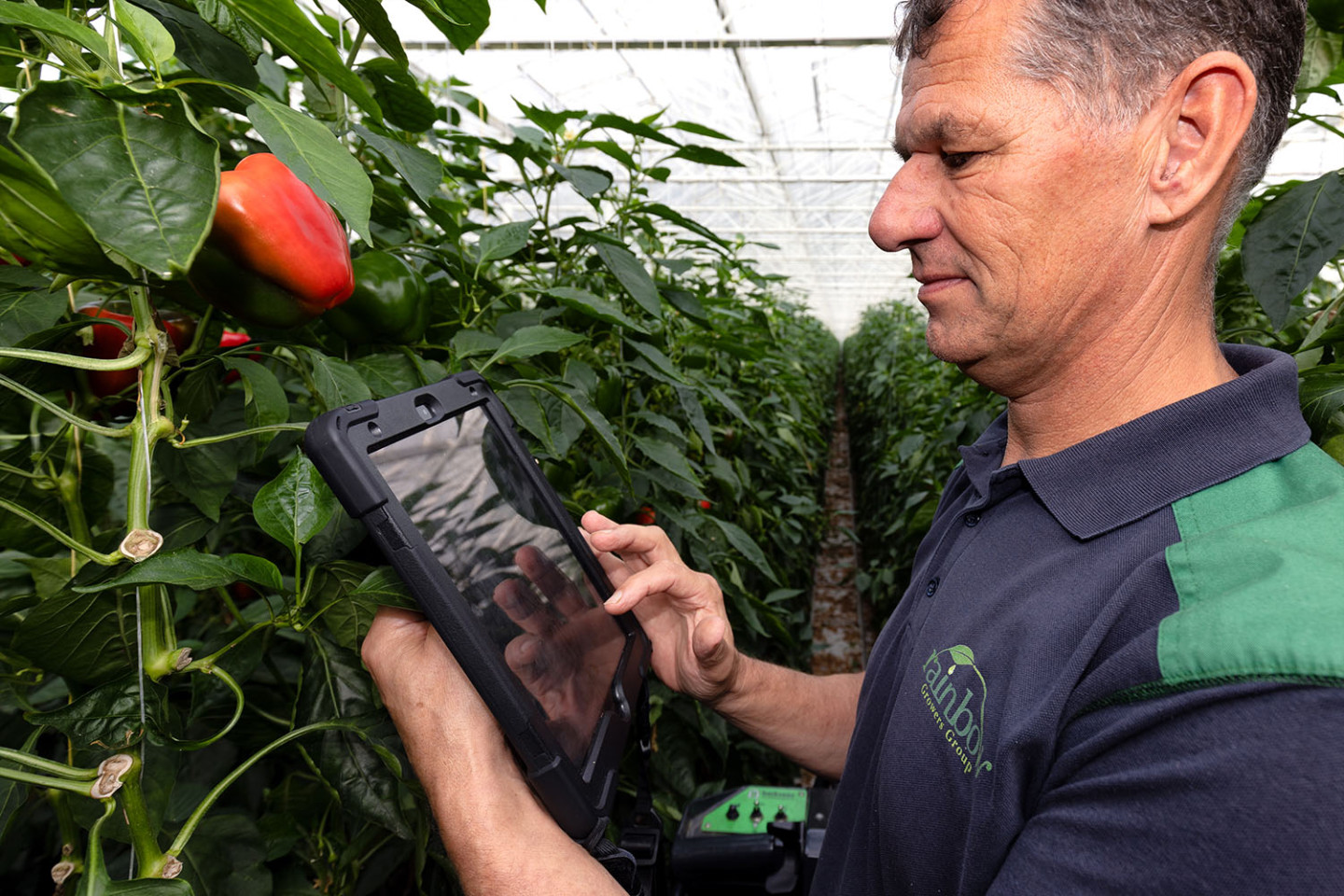 Carlo Vonk Head Grower at Rainbow Growers Using Source