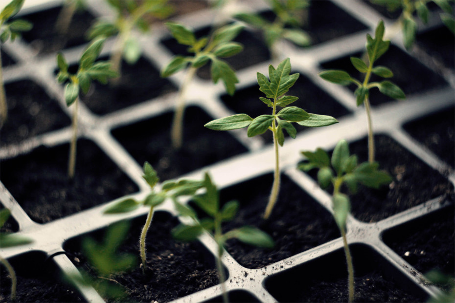 tomato-seedling-close-up