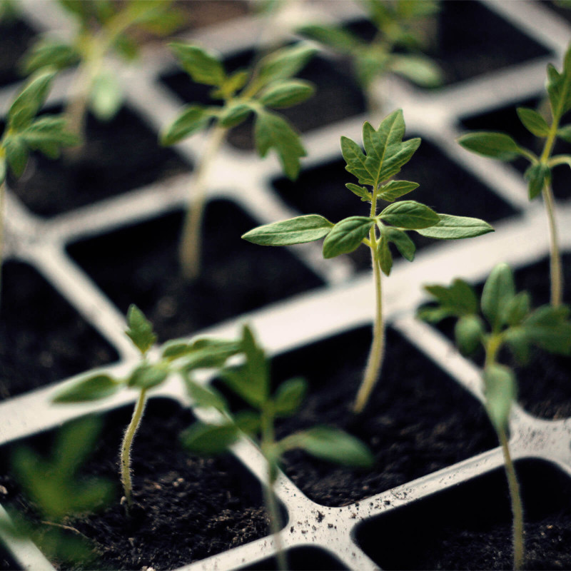 tomato-seedling-close-up