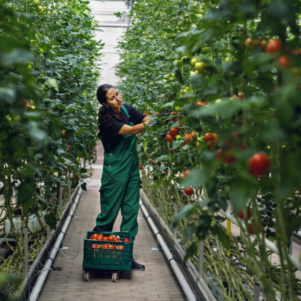 female greenhouse grower working with tomatoes